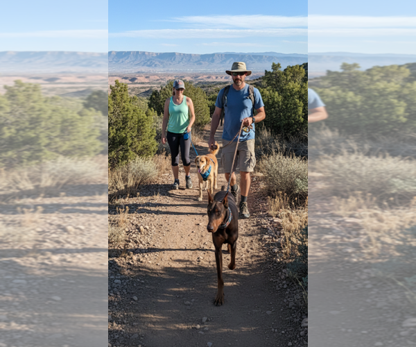 Medium Photo #1 Doberman Pinscher Puppy For Sale in Pena Blanca, NM, USA
