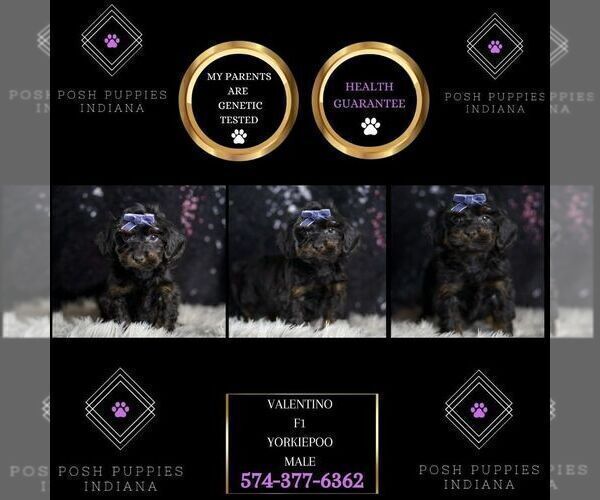 Medium Photo #8 YorkiePoo Puppy For Sale in WARSAW, IN, USA