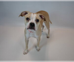 Amanda - Female Boxer Dog for Adoption - Photo #4