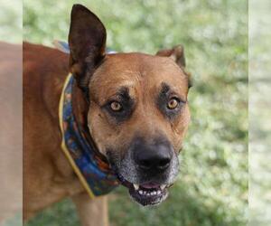 German Shepherd Dog-Unknown Mix Dogs for adoption in San Antonio, TX, USA
