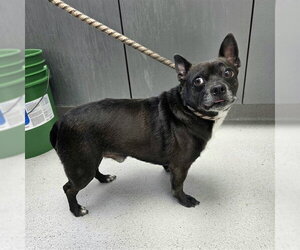 Chihuahua Dogs for adoption in Long Beach, CA, USA
