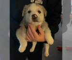 Small #5 Huskies -Labrador Retriever Mix