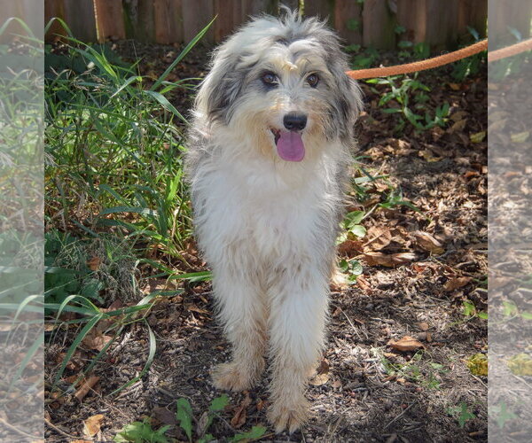 Medium Photo #4 Australian Shepherd-Unknown Mix Puppy For Sale in Huntley, IL, USA