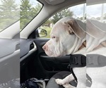 Small #10 American Pit Bull Terrier Mix