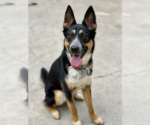 Medium Photo #1 Mutt Puppy For Sale in Paso Robles, CA, USA