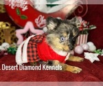 Small Photo #9 Pomeranian Puppy For Sale in HI VISTA, CA, USA