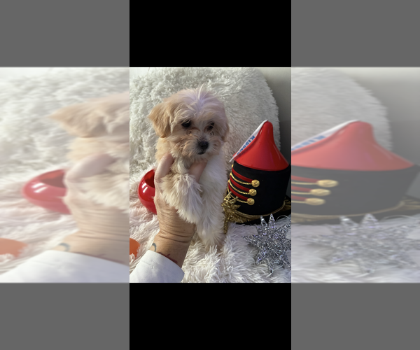 Medium Photo #1 Maltese-Poodle (Toy) Mix Puppy For Sale in AUGUSTA, GA, USA