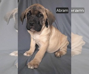 Cane Corso Puppy for sale in MINERAL WELLS, WV, USA