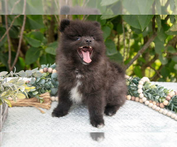 Medium Photo #9 Pomeranian Puppy For Sale in SALEM, IN, USA