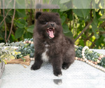 Small Photo #9 Pomeranian Puppy For Sale in SALEM, IN, USA