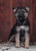 Small #1 German Shepherd Dog
