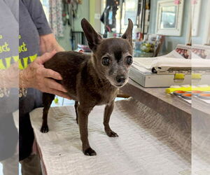 Chihuahua Dogs for adoption in Benton, LA, USA