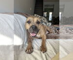 Small #2 Mutt