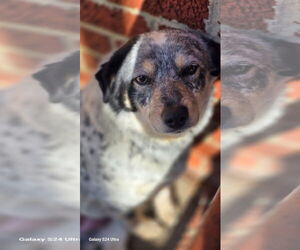 Australian Shepherd Dogs for adoption in Raleigh, NC, USA