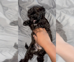 Small Photo #3 Shorkie Tzu Puppy For Sale in BOCA RATON, FL, USA