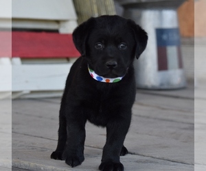 Labrador Retriever Puppy for sale in SILEX, MO, USA