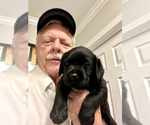 Puppy Puppy 5 Labrador Retriever