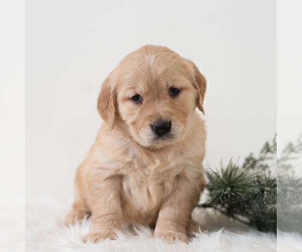 Medium Photo #6 Golden Retriever Puppy For Sale in NEWPORT, PA, USA