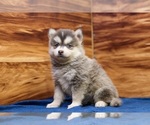 Small #3 Pomsky