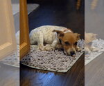 Small #3 Mutt