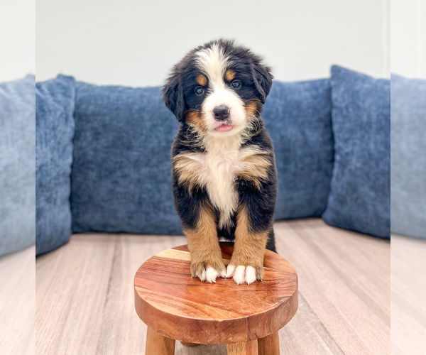 Medium Photo #1 Bernese Mountain Dog Puppy For Sale in DUNDEE, OH, USA