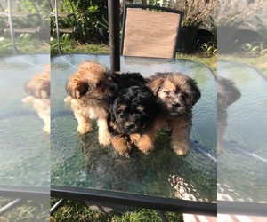 Shorkie Tzu Puppy for sale in LIBERAL, OR, USA