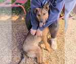 Small #3 German Shepherd Dog Mix