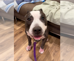 American Pit Bull Terrier-American Staffordshire Terrier Mix Dogs for adoption in Brewster, NY, USA