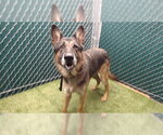 Small German Shepherd Dog