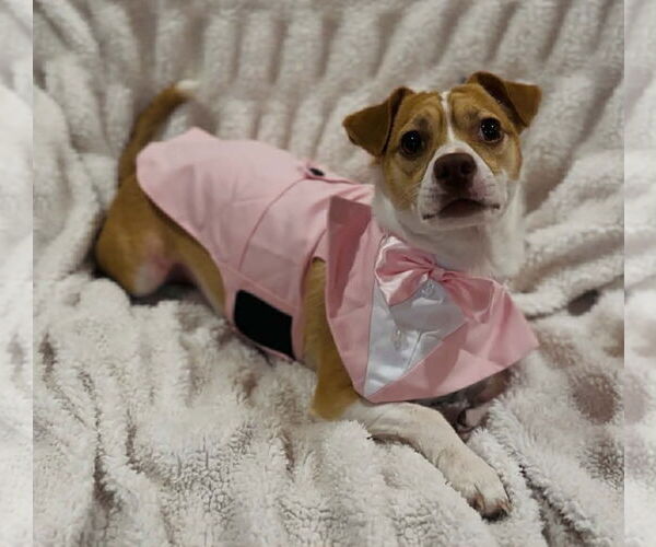 Medium Photo #1 Chihuahua-Unknown Mix Puppy For Sale in NEWPORT NH, NH, USA