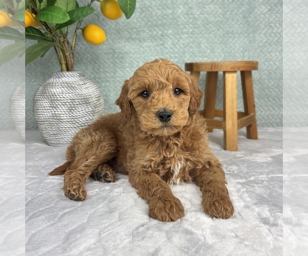 Medium Photo #4 Goldendoodle (Miniature) Puppy For Sale in FRANKLIN, IN, USA