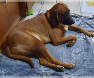 Bloodhound-Unknown Mix Dogs for adoption in Aurora, IN, USA