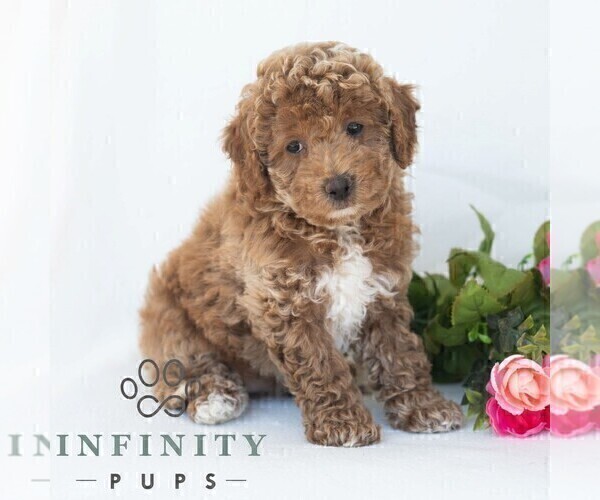 Medium Photo #5 Poochon Puppy For Sale in DORNSIFE, PA, USA