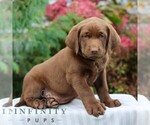 Small #2 Labrador Retriever