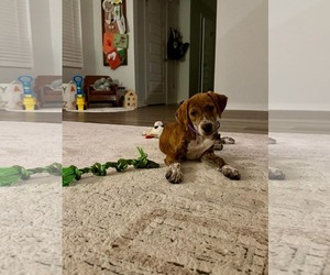 Sheila - Female Beagle-Unknown Mix Dog for Adoption - Photo #3