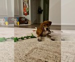 Small Photo #3 Beagle-Unknown Mix Puppy For Sale in Gilberts, IL, USA