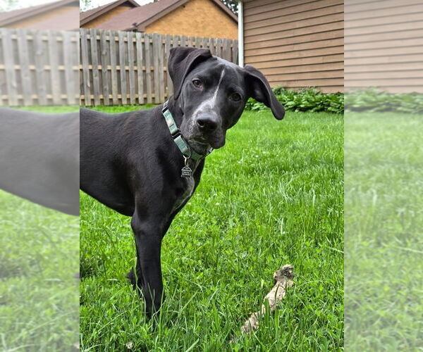 Medium Photo #1 Pointer-Unknown Mix Puppy For Sale in Mundelein, IL, USA