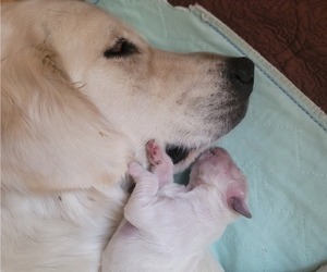 English Cream Golden Retriever Puppy for Sale in NORTHWOOD, Ohio USA