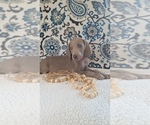 Small Photo #25 Weimaraner Puppy For Sale in LEWISBURG, KY, USA