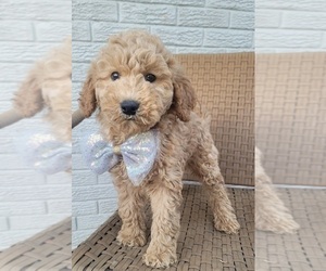 Goldendoodle Puppy for sale in INDIANAPOLIS, IN, USA