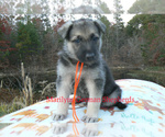 Small #1 German Shepherd Dog
