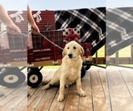 Small #6 Golden Retriever