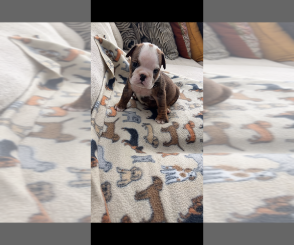 Medium Photo #1 English Bulldog Puppy For Sale in WASHINGTON, DC, USA
