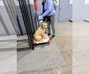 Lazarus 'Laz' - Male Mutt Dog for Adoption - Photo #4