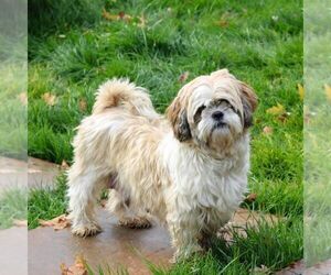 Mother of the ShihPoo puppies born on 03/29/2025