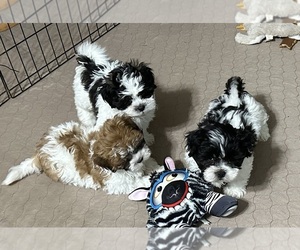 Shih-Poo Puppy for sale in GLOUCESTER, VA, USA