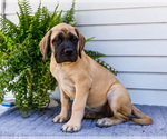 Small Photo #25 Mastiff Puppy For Sale in WAKARUSA, IN, USA
