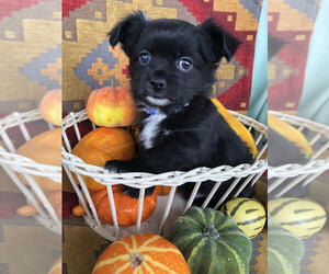 Chihuahua Puppy for sale in NEWVILLE, PA, USA