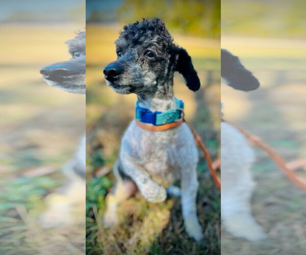 Medium Photo #4 Poodle (Miniature) Puppy For Sale in Pacolet, SC, USA