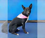 Small #2 Australian Kelpie Mix